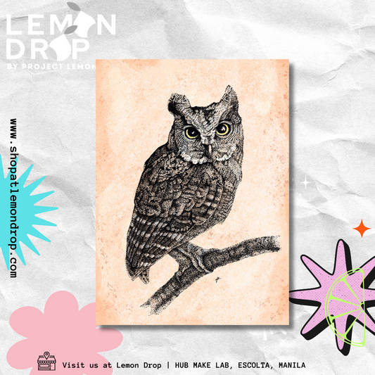 Scops Owl